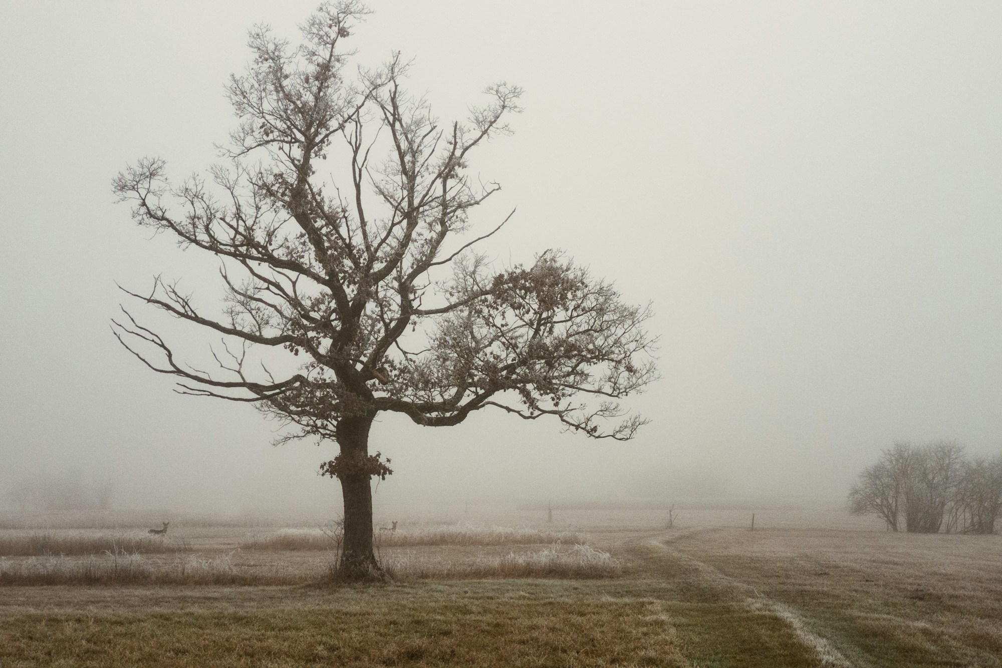 Lone oak with bare branches in a frosted meadow under fog, two deer in the distance and a blurred line of trees on the horizon