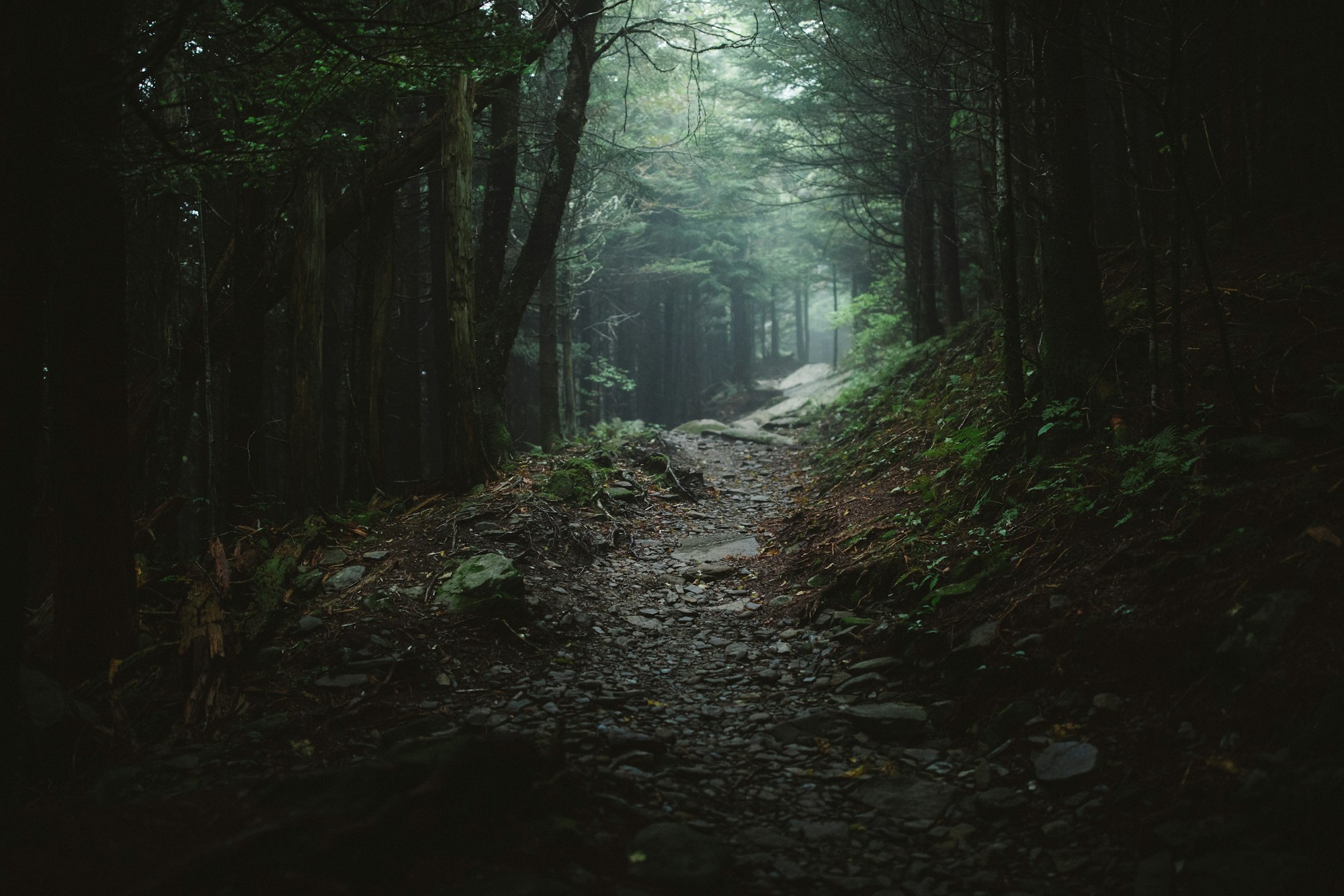A forest path splitting in two, in the morning fog