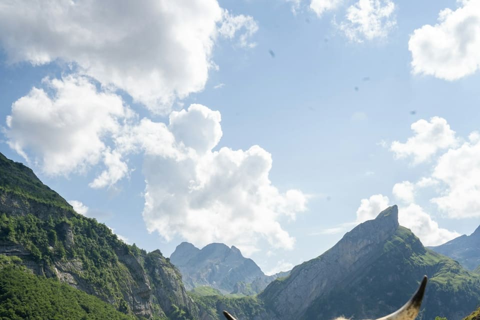 Zwei Schweizer Kühe an einem Bergsee, eine blickt in die Kamera, dahinter steile grüne Berghänge und bewölkter Himmel