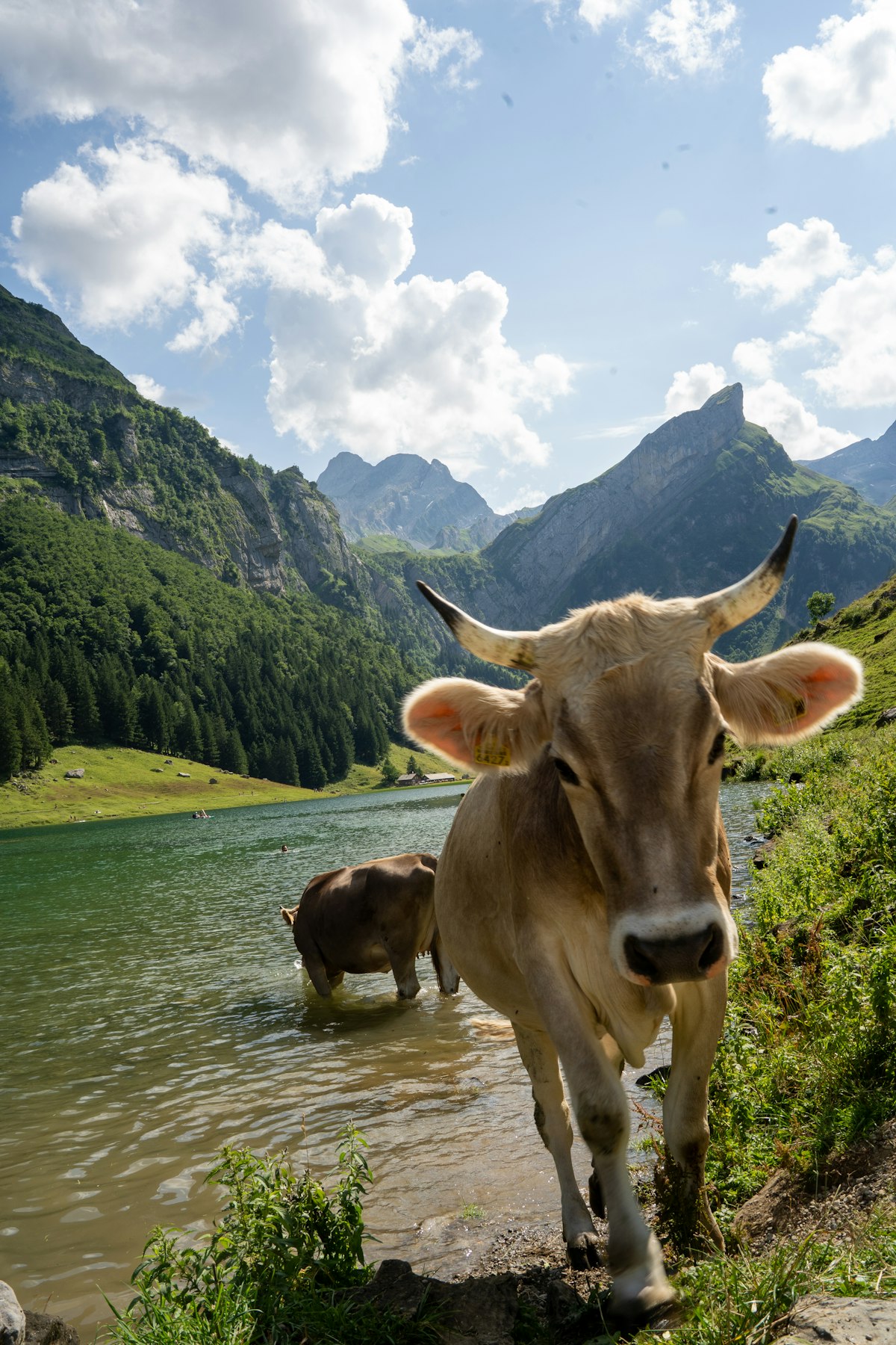 Zwei Schweizer Kühe an einem Bergsee, eine blickt in die Kamera, dahinter steile grüne Berghänge und bewölkter Himmel