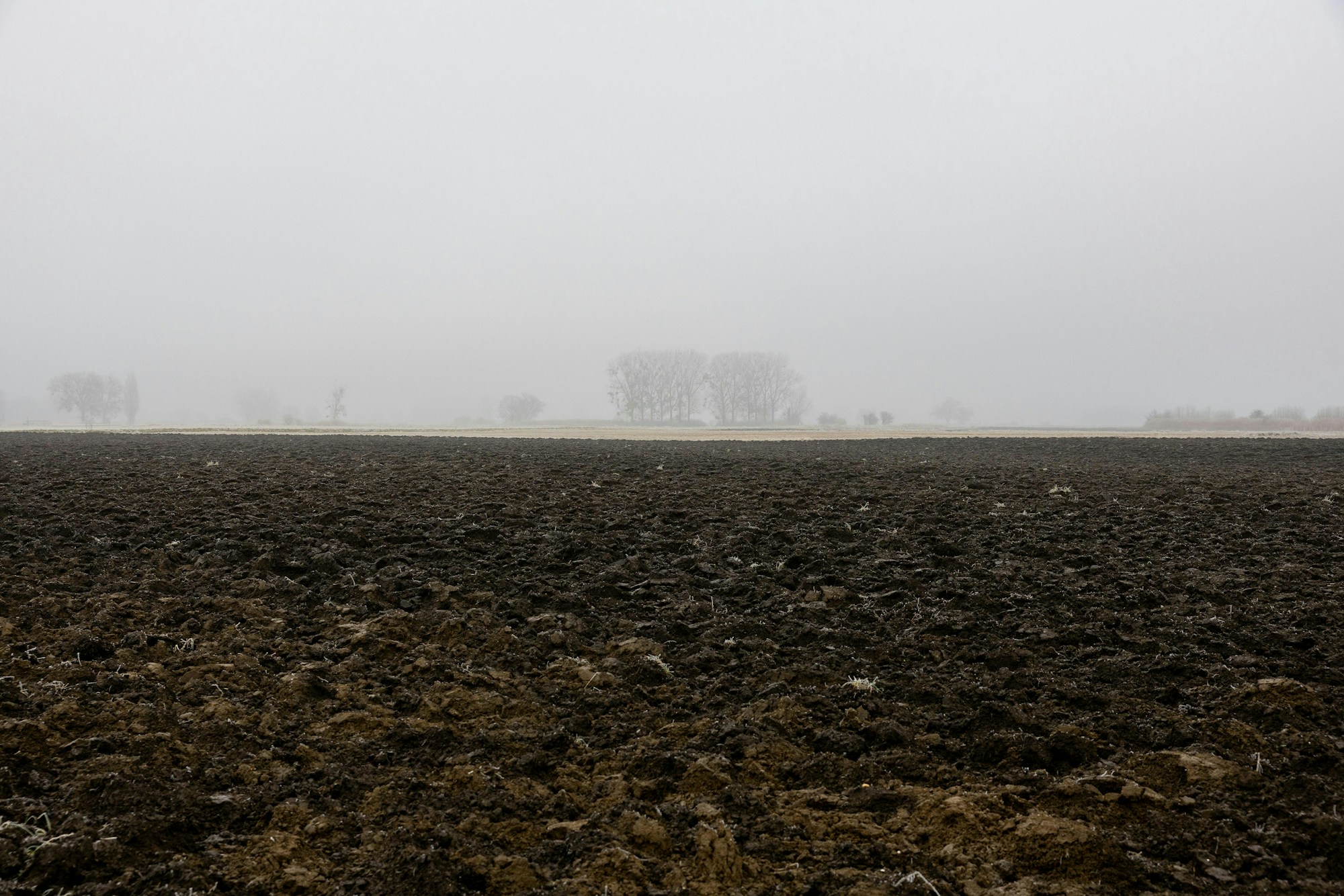 Champ labouré, terre sombre au premier plan, ligne d'arbres dénudés dans le brouillard à l'horizon